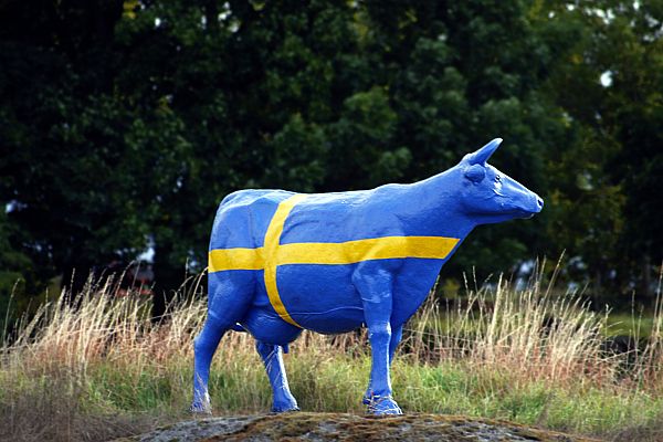 svensk-ko.jpg